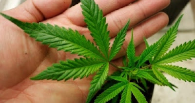 cultivar maconha cultivar maconha