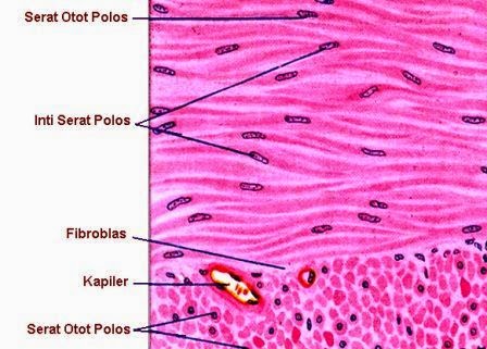 Pengertian Jenis Dan Ciri Ciri Otot Polos