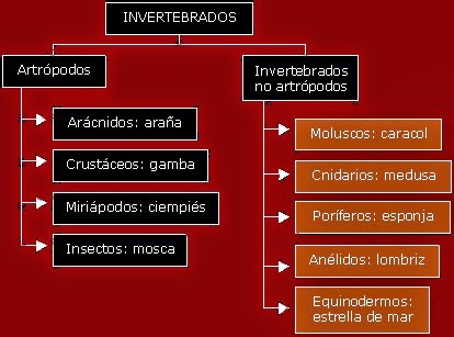 Invertebrados Artropodos y No artropodos