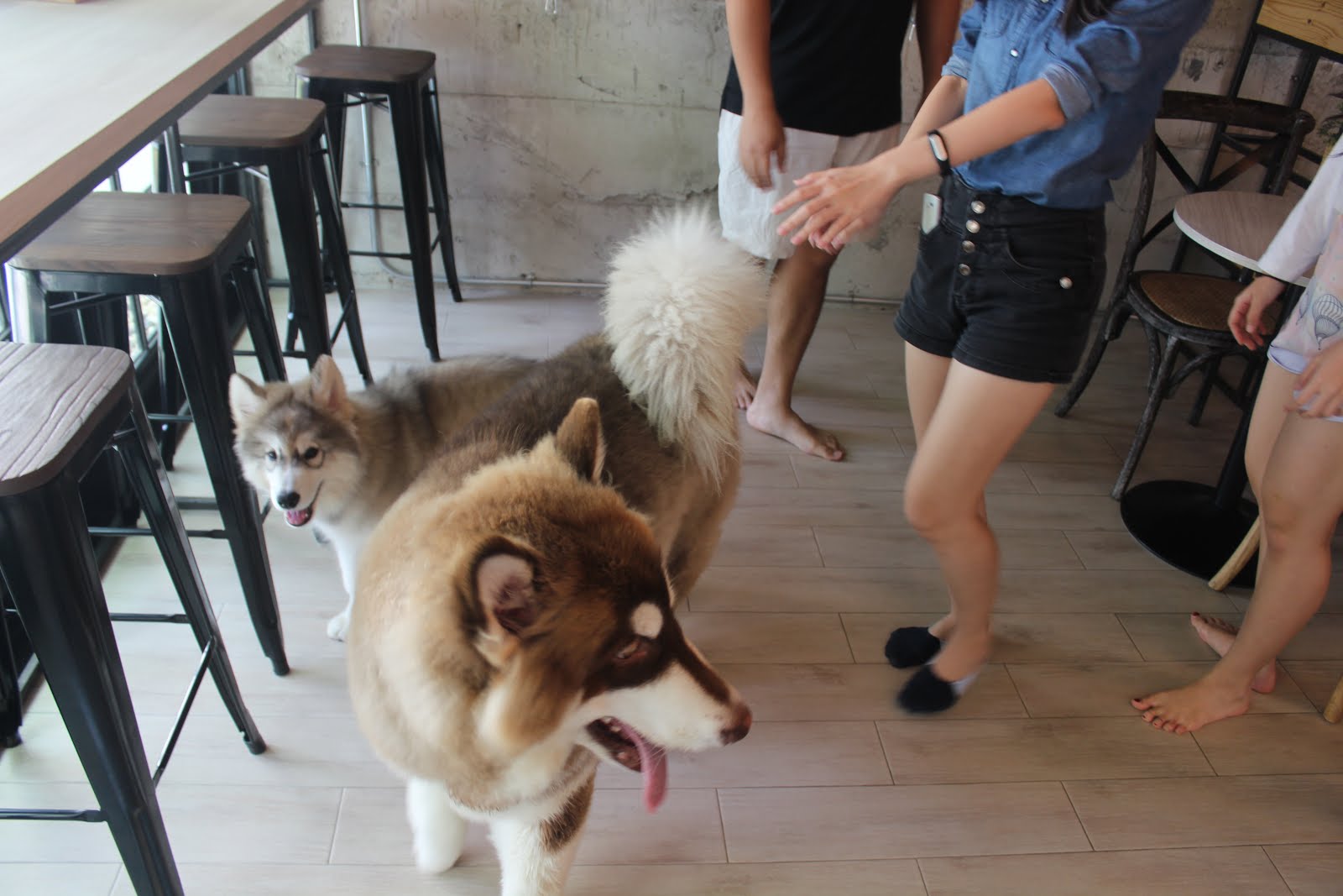 Wanderlicious 【Bangkok】Dog in Town Cafe Ekkamai, Bangkok!