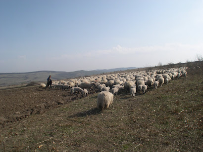 Ghita's flock on the road