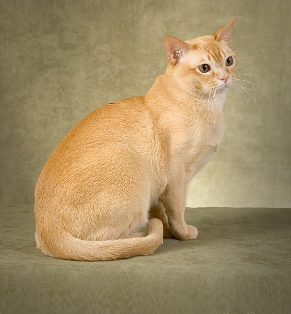 Temperament and Personality of Burmese Cat Annie Many