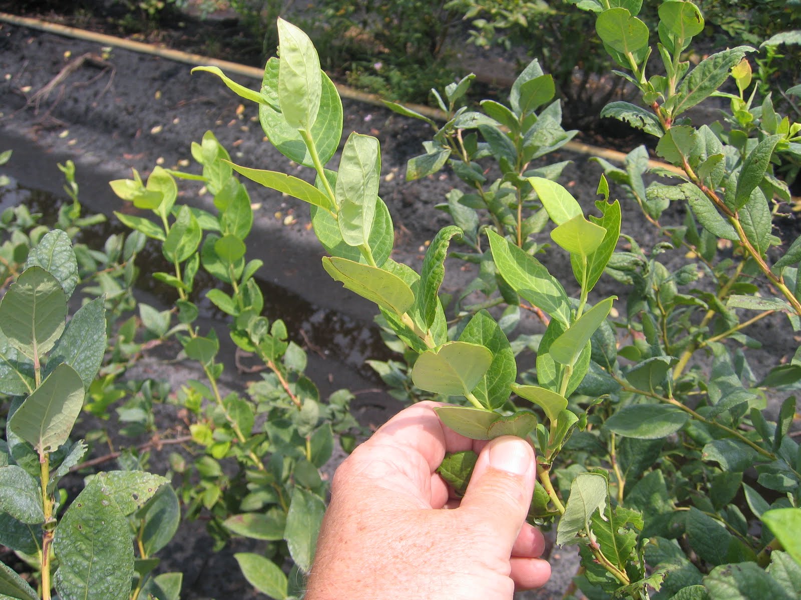 The NC Blueberry Journal Collecting softwood cuttings
