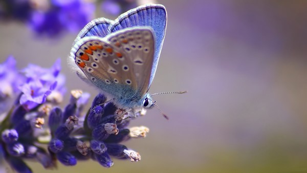 Purple Butterfly HD Wallpaper
