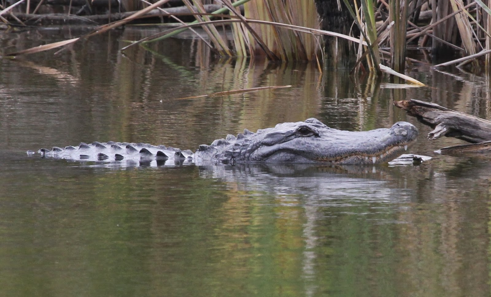 Rio Grande Valley Day Two The First Dip