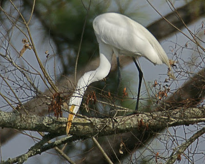 swamp louisiana tours plumes nests mating come build really start
