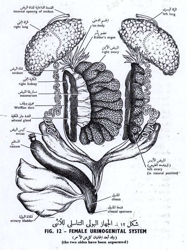 علم الحيوان تشريح الضفدعة Frog Dissection