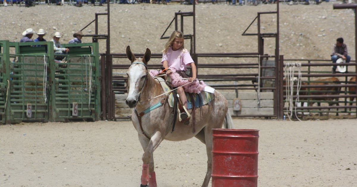 cutting mules for sale
