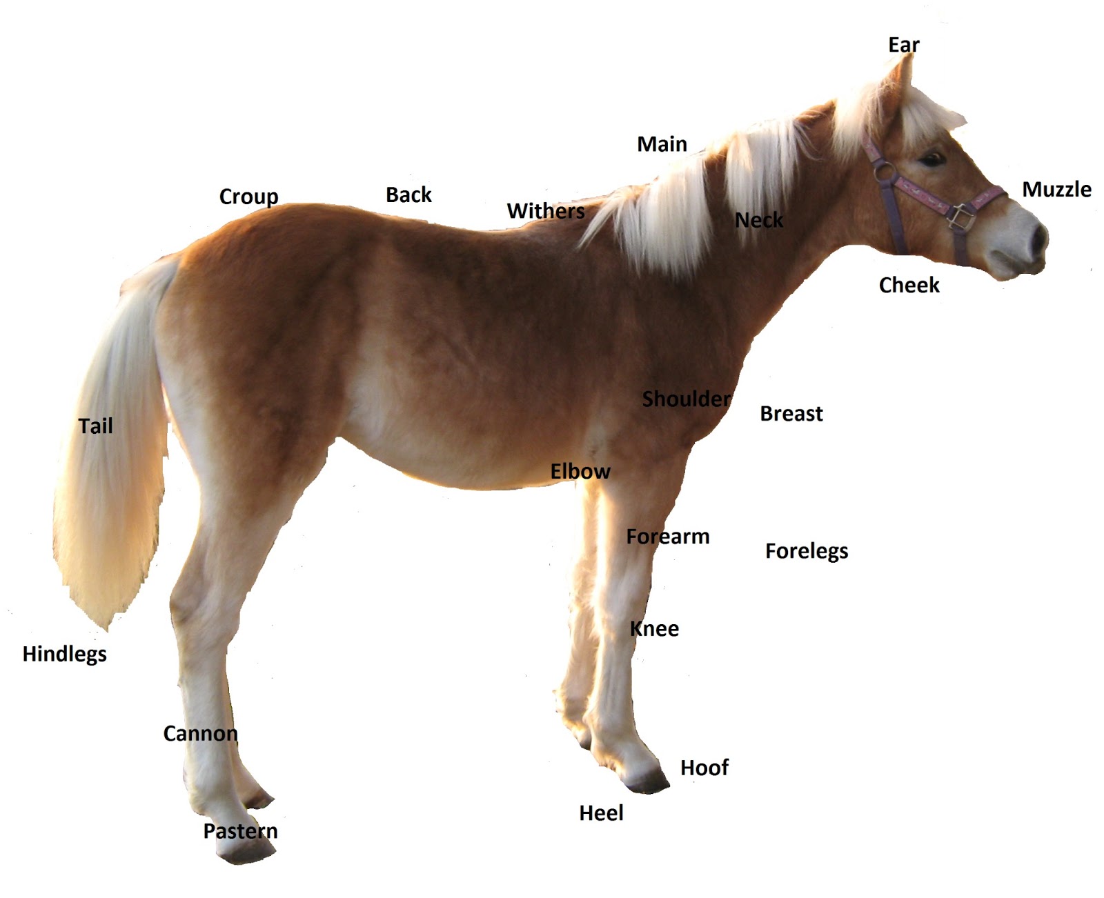 Capezza Cuoio Amigo® - Equestrian Roma - Vendita Articoli Equitazione Roma