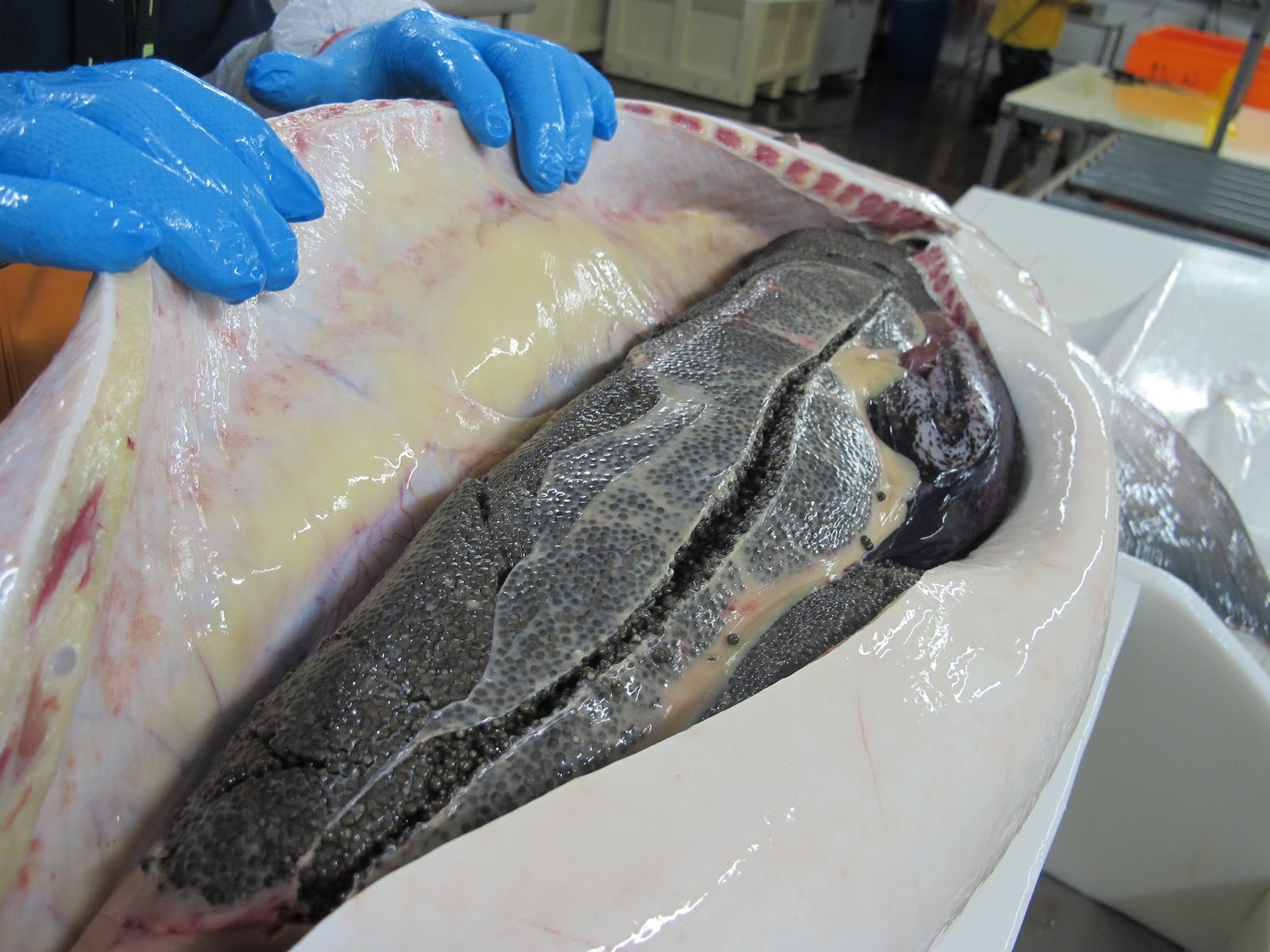 Caviar Harvesting is Almost Complete at Sterling Caviar Munchie Musings