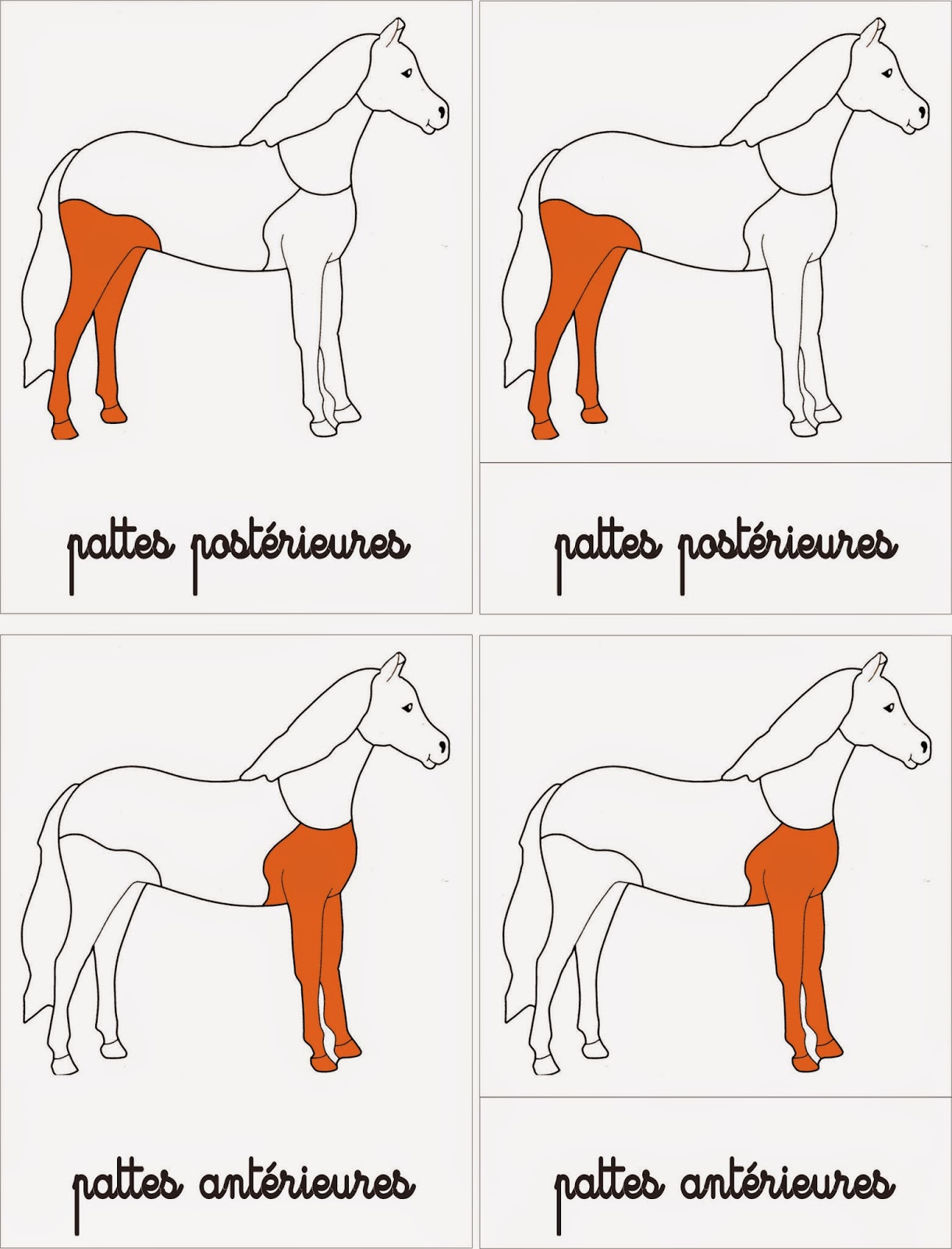 ma petite fabrique montessori Cartes de nomenclatures parties du cheval