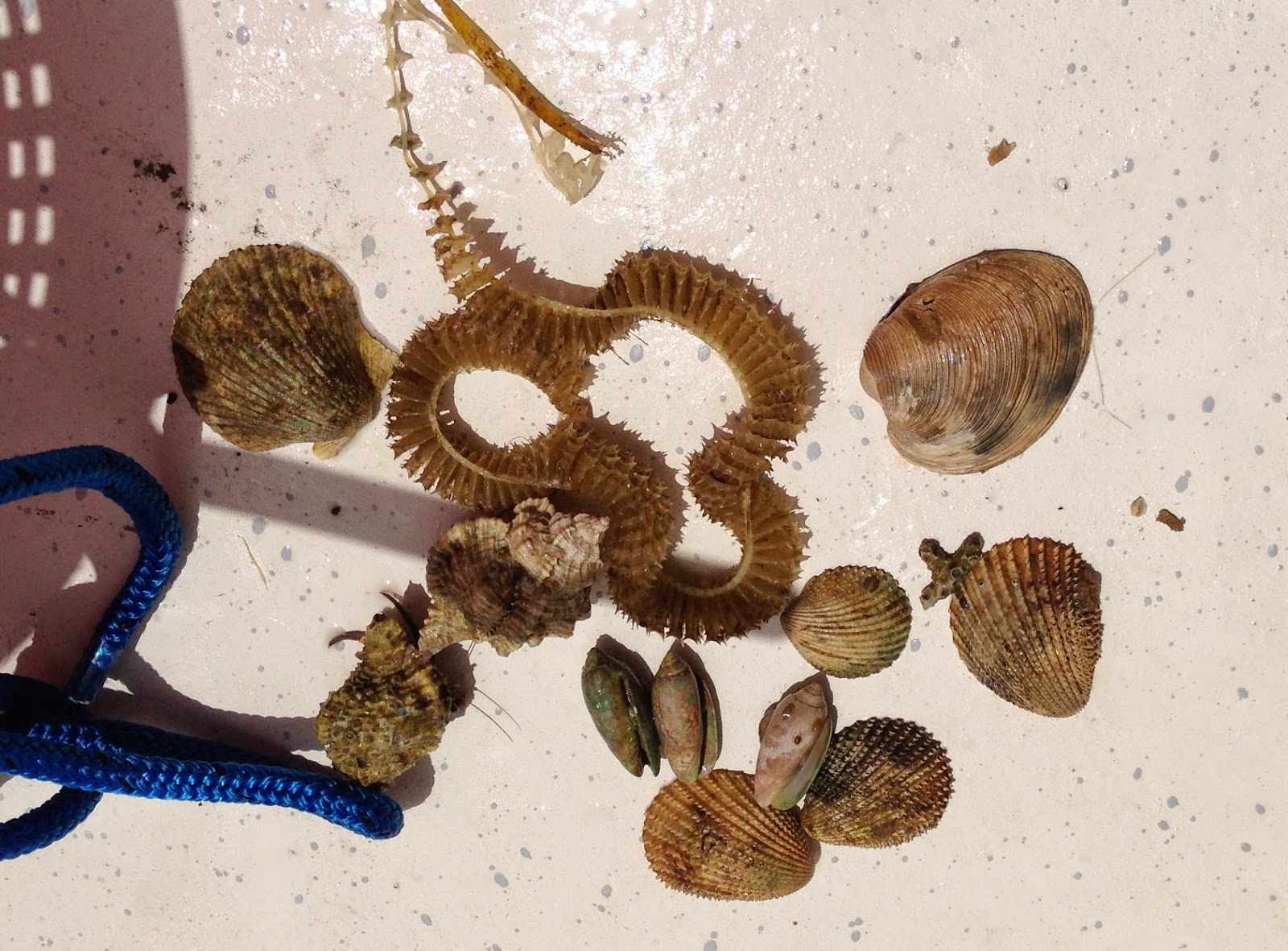 shells and sealife panama city beach snorkel tours