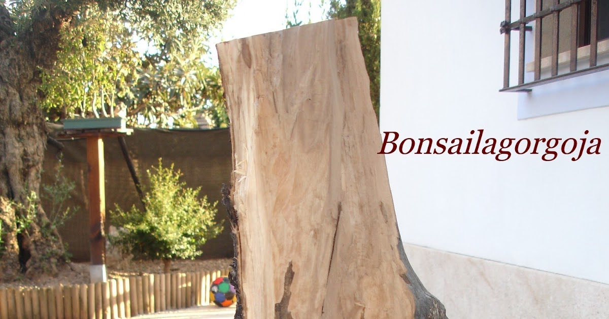 Bonsai la Gorgoja: Olivo para chimenea