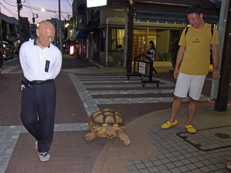 Casual Japanese Bystander Walking My Turtle