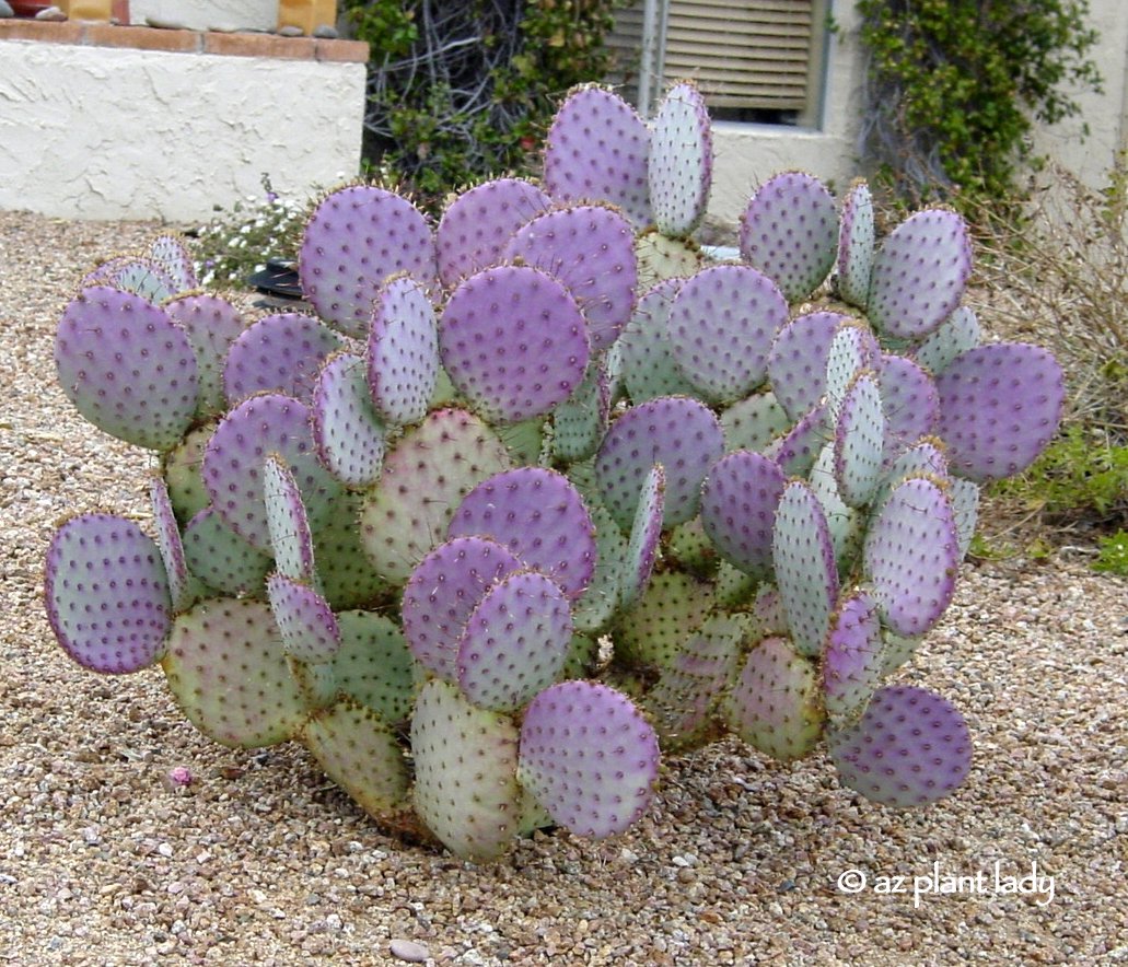Prickly Paradise A Newcomer Living In The Desert Thorns