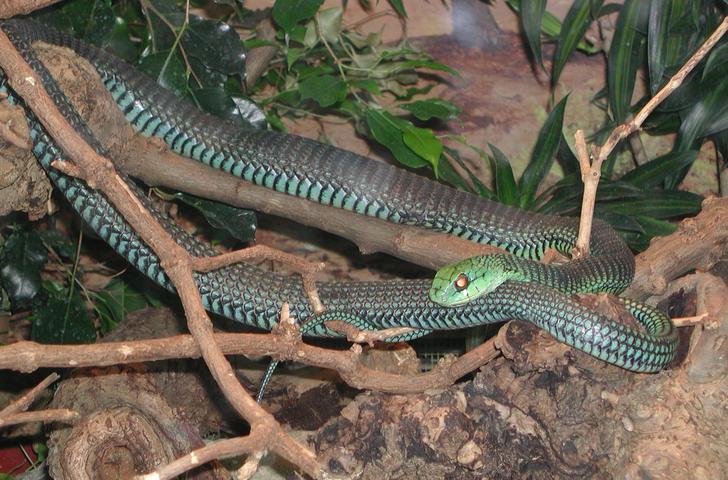 Snakes Boomslang Snake