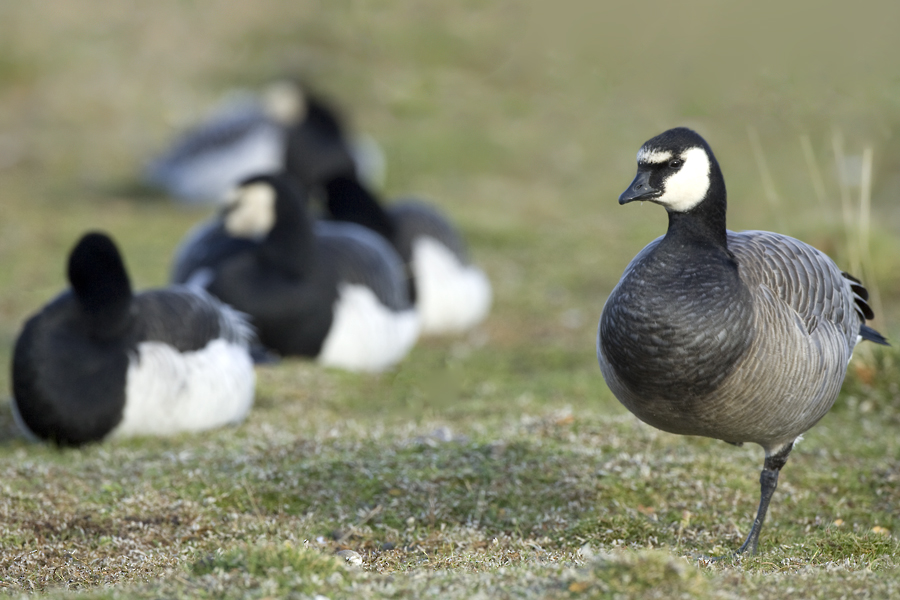 Bird Hybrids Barnacle Goose x Canada Goose