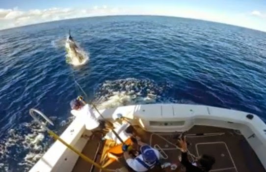 احلى+نيك+فى+الطيز Mondo Pesca News: SEYCHELLES: perso gigantesco marlin al terminale