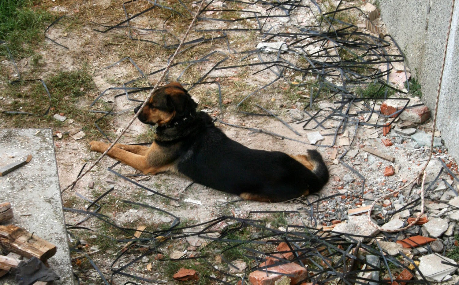 Poor Rambo waiting for the men to return to working down there Poor Rambo waiting for the men to return to working down there