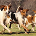Canine Federations in the dog-house in CTM dispute