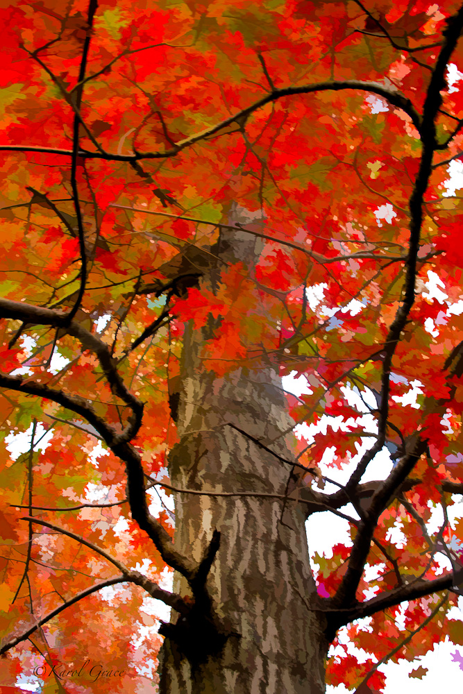 autumn oak trees autumn posters picture autumn oak trees autumn posters picture