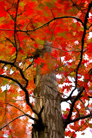 Autumn Oak Trees3