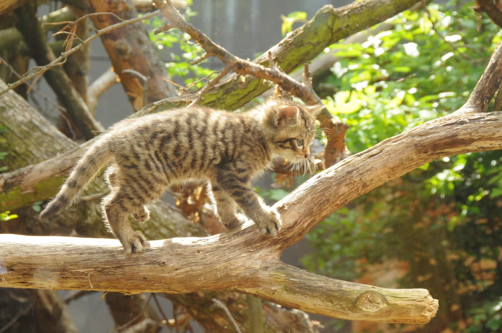 Buchstabencollage Fraumohrsrasselbandes Webseite