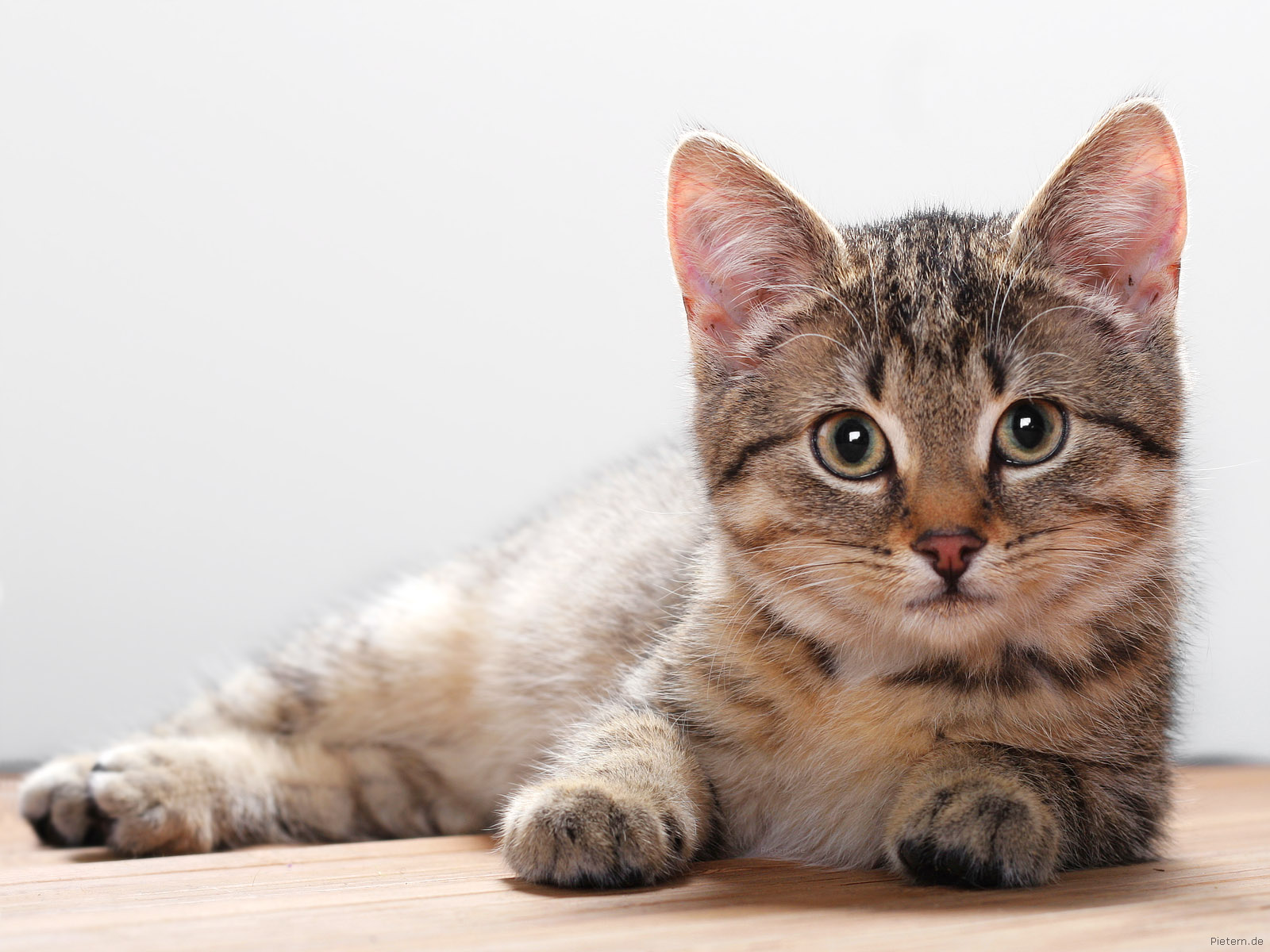 http://2.bp.blogspot.com/-HIAVq9yEZqU/T-bDmxAwbmI/AAAAAAAAGR0/9BHF-W_K09I/s1600/Cat-wallpaper-22.jpg