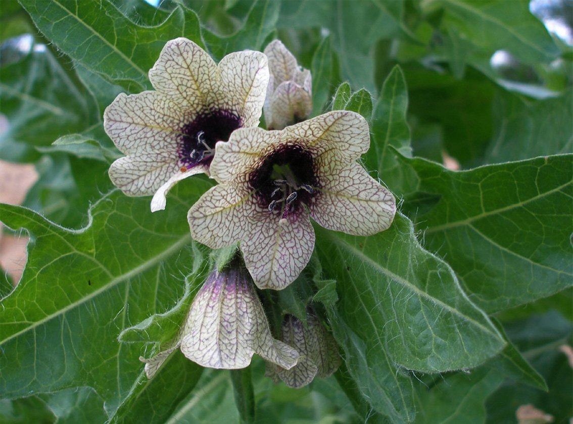 Intelliblog ORFF GATHERING HENBANE IN THE BAHAMAS