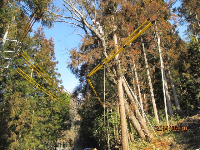 長壁真樹: 空師さんによる樹木伐採