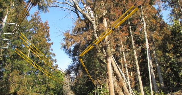 長壁真樹: 空師・中澤重雄さんによる枯れ枝伐採