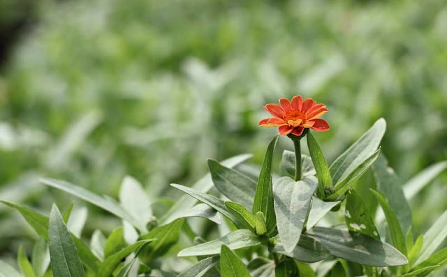 Narrow-Leaf Zinnia Flowers