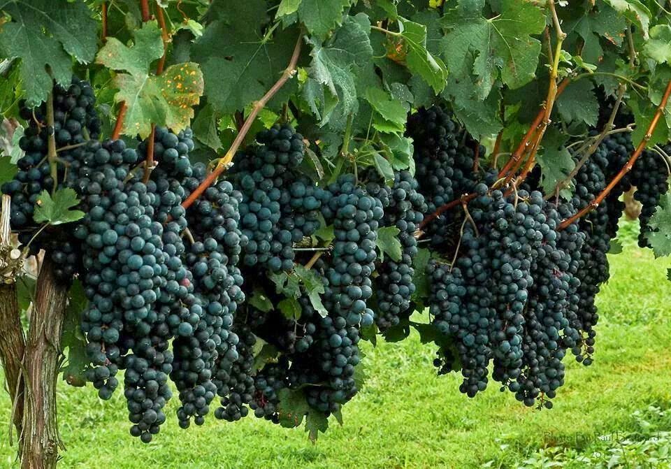 grape tree grape tree