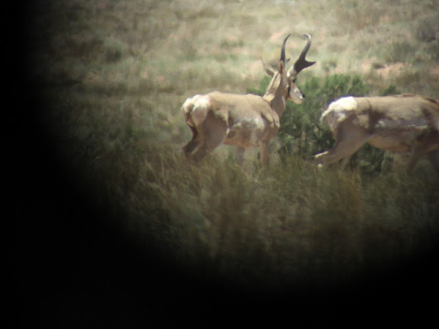 2009+antelope.jpg