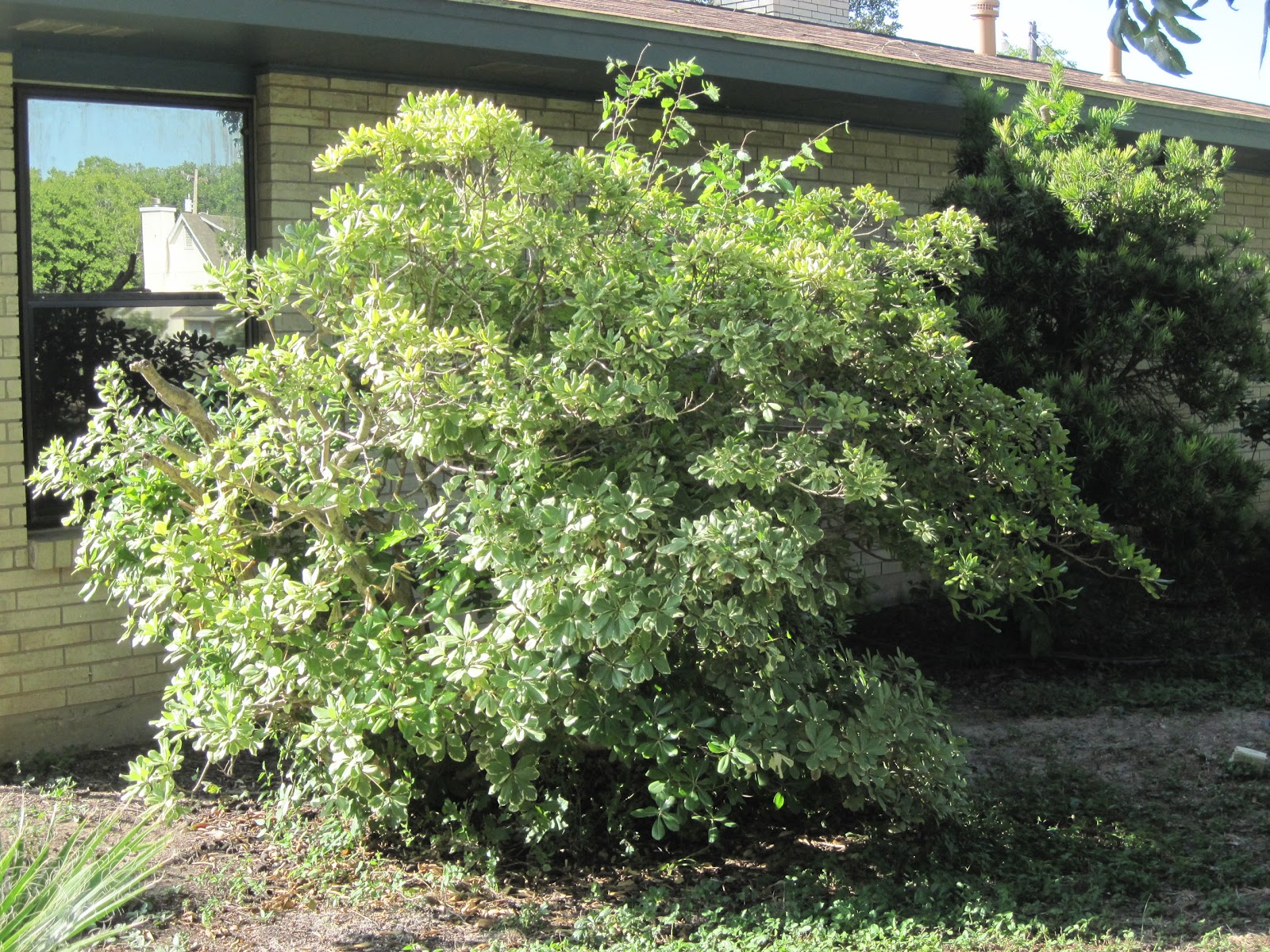 Buy Pittosporum Tobira Tree Seeds 60pcs Plant Shrub Tree