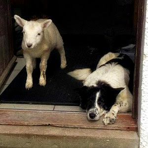 Sheep dog named Pet with her step mother Dice a dog chilling out together inside on a wintry morning via geniushowto.blogspot.com amazing pet stories 