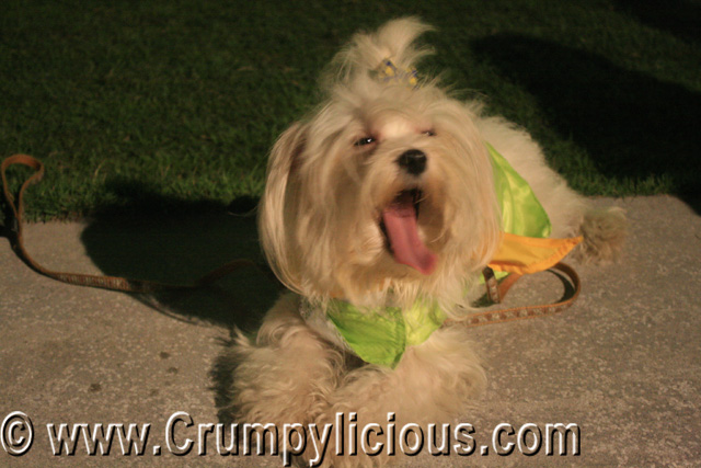 National Geographic's First Doggy Day Camp National Geographic's First Doggy Day Camp