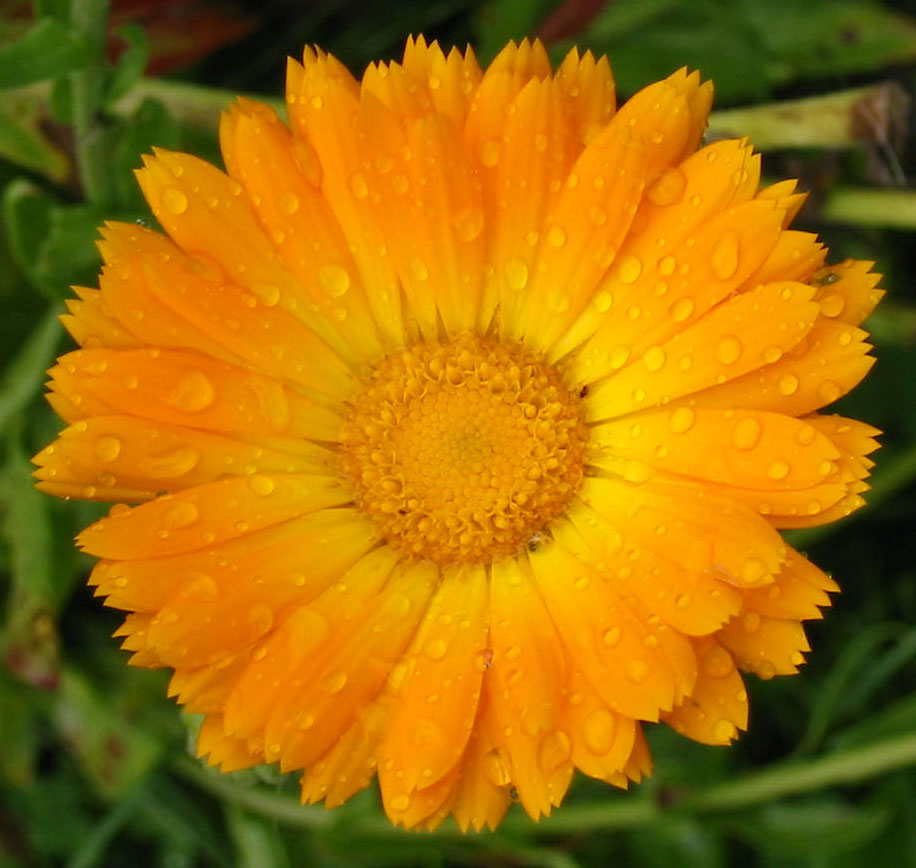 Calendula (Pot Marigold) Flowers