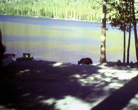 Bear that visted our fishing spot (and stole some fish) back in 2007