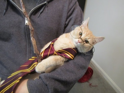 cute%2Bkitten%2Bginger%2Bharry%2Bpotter%2Blolcat%2Bfunny%2Bron%2Bweasley%2Bgryffindor.jpg