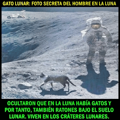 noticia-gato-lunar