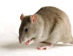 Plant Protection Rattus the main pest of crops