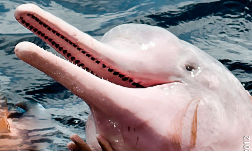 PICTURES PINK DOLPHINS