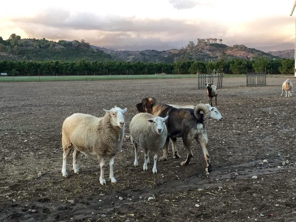 livestock guardian breeds breeds of livestock guardian dogs images livestock guardian breeds breeds of livestock guardian dogs images