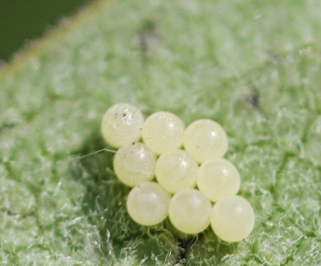 Cottage Country Reflections Milkweed Tussock Moth Euchaetes egle from