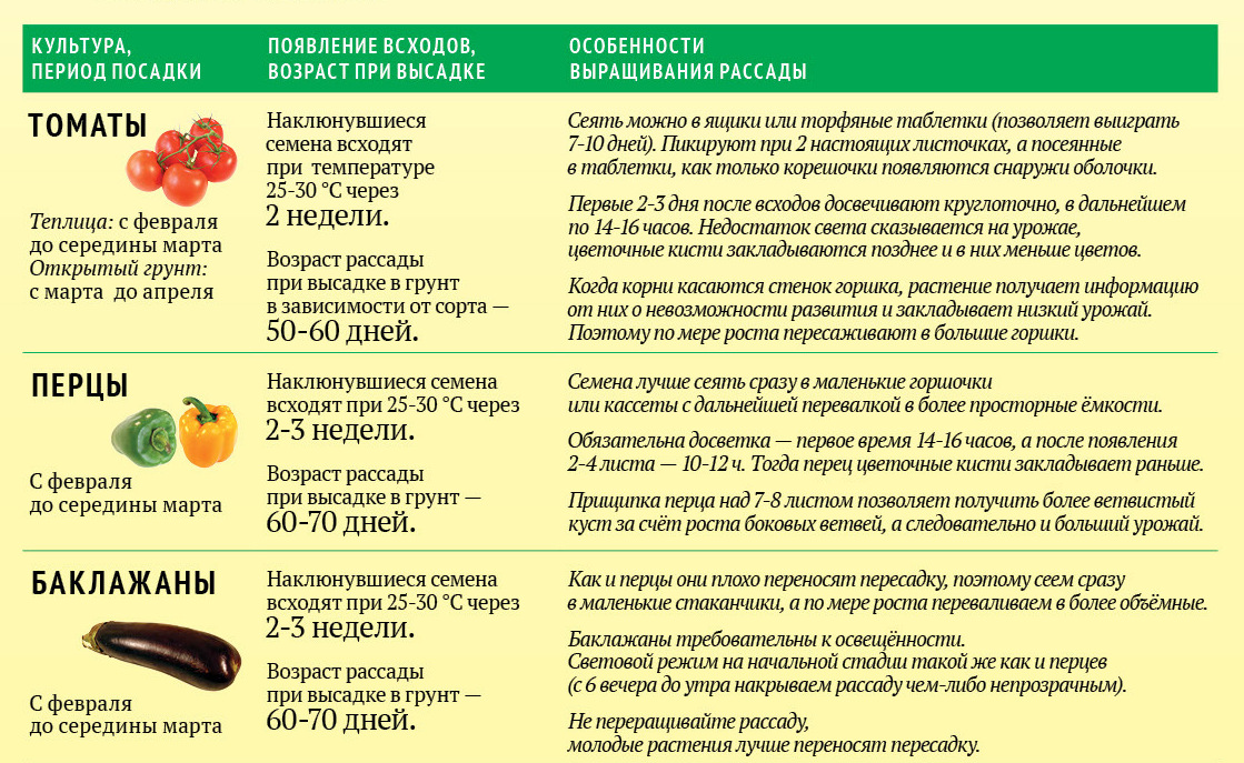 Что за семена цветов круглые Что за семена цветов круглые