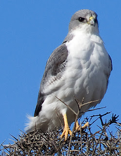 Aguilucho común - Pájaros de Península Valdés