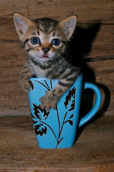baby animals pictures, animals in cups, cute animal pictures, tiny animals in cups, adorable baby animal pictures, small animals in cups