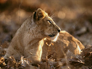 asian lion asian lion