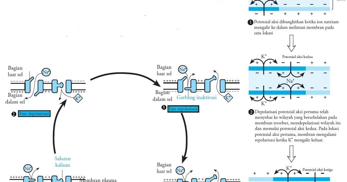 Penghantaran Impuls Saraf melalui Membran Plasma (Konduksi)